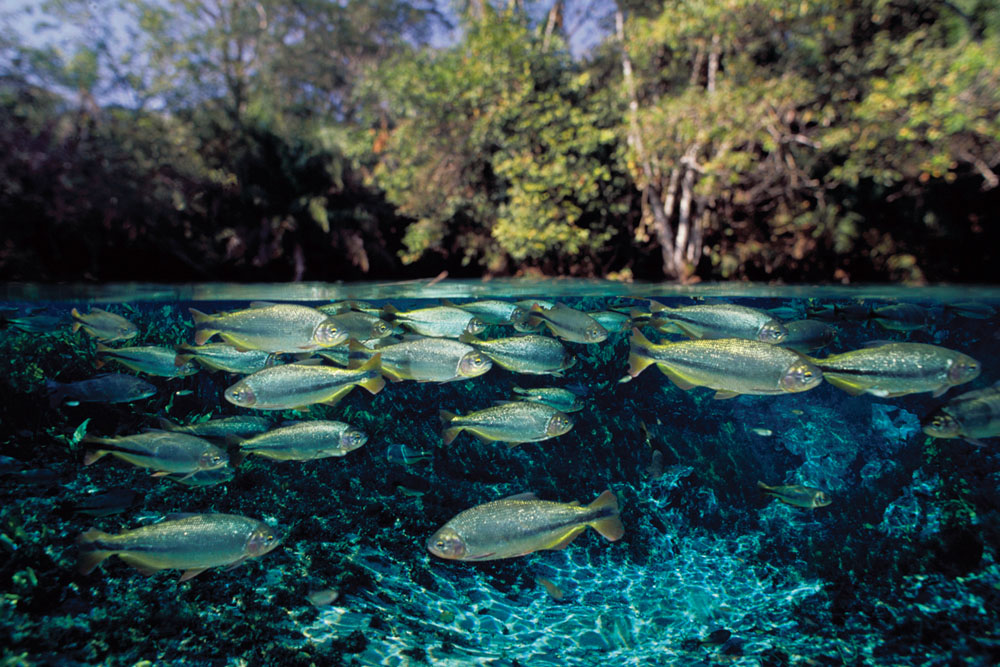 passeios-em-bonito-ms