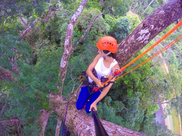 escalada-arvore-manaus