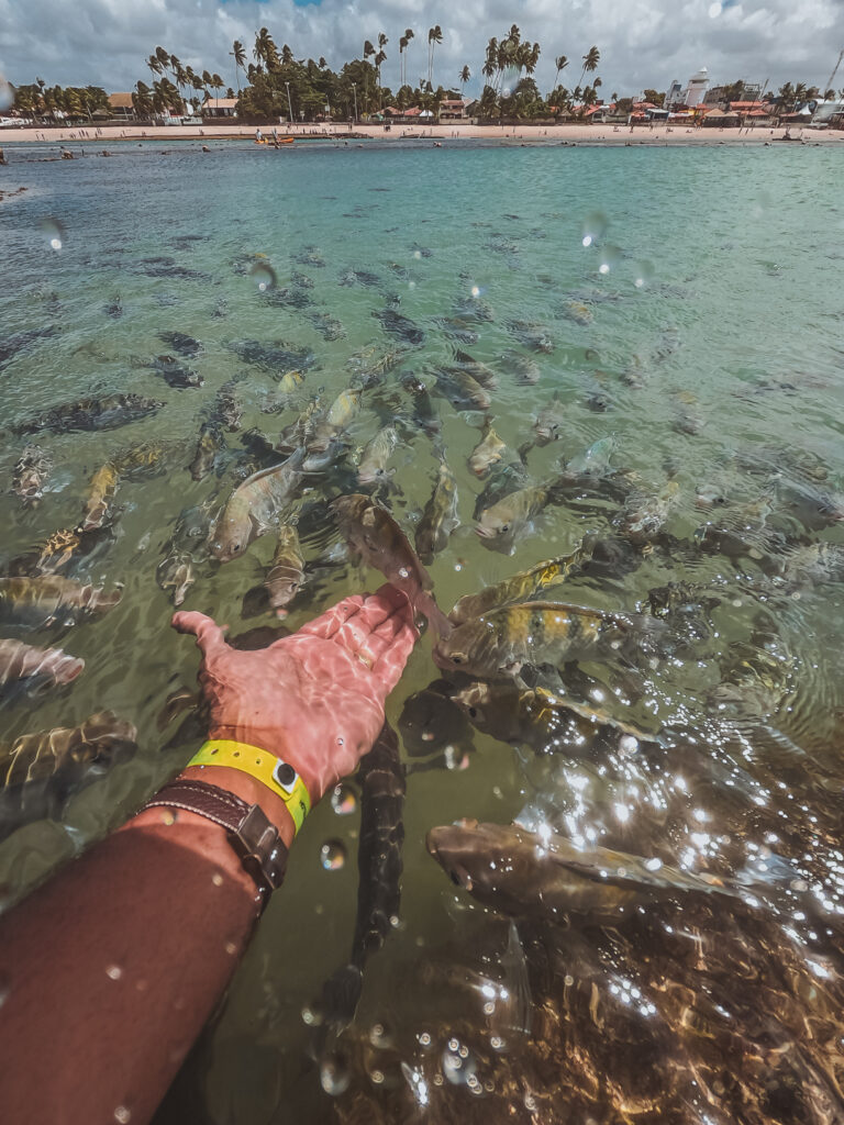 Qual a profundidade do mergulho em Porto de Galinhas?
